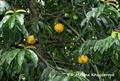 Garcinia atroviridis